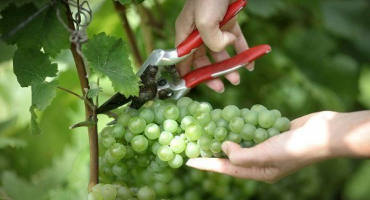 Co dělat, když hrozny dávají málo bobulí?